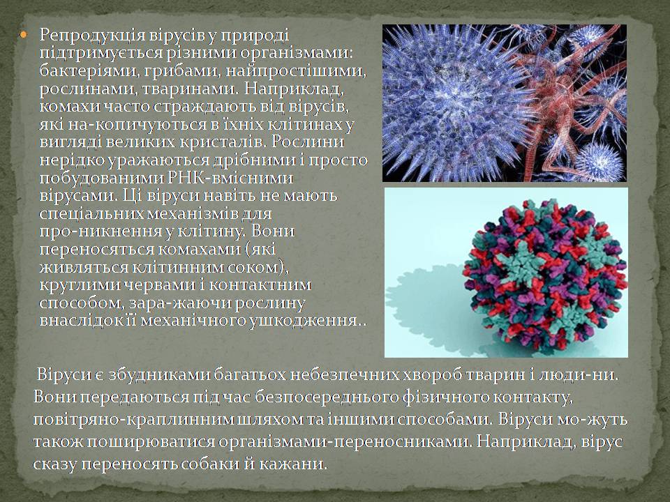 Презентація на тему «Віруси, їхня будова, життєвий цикл» (варіант 3) - Слайд #8