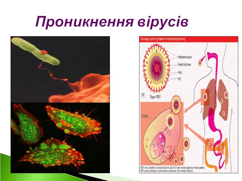 Презентація на тему «Віруси» (варіант 22) - Слайд #7