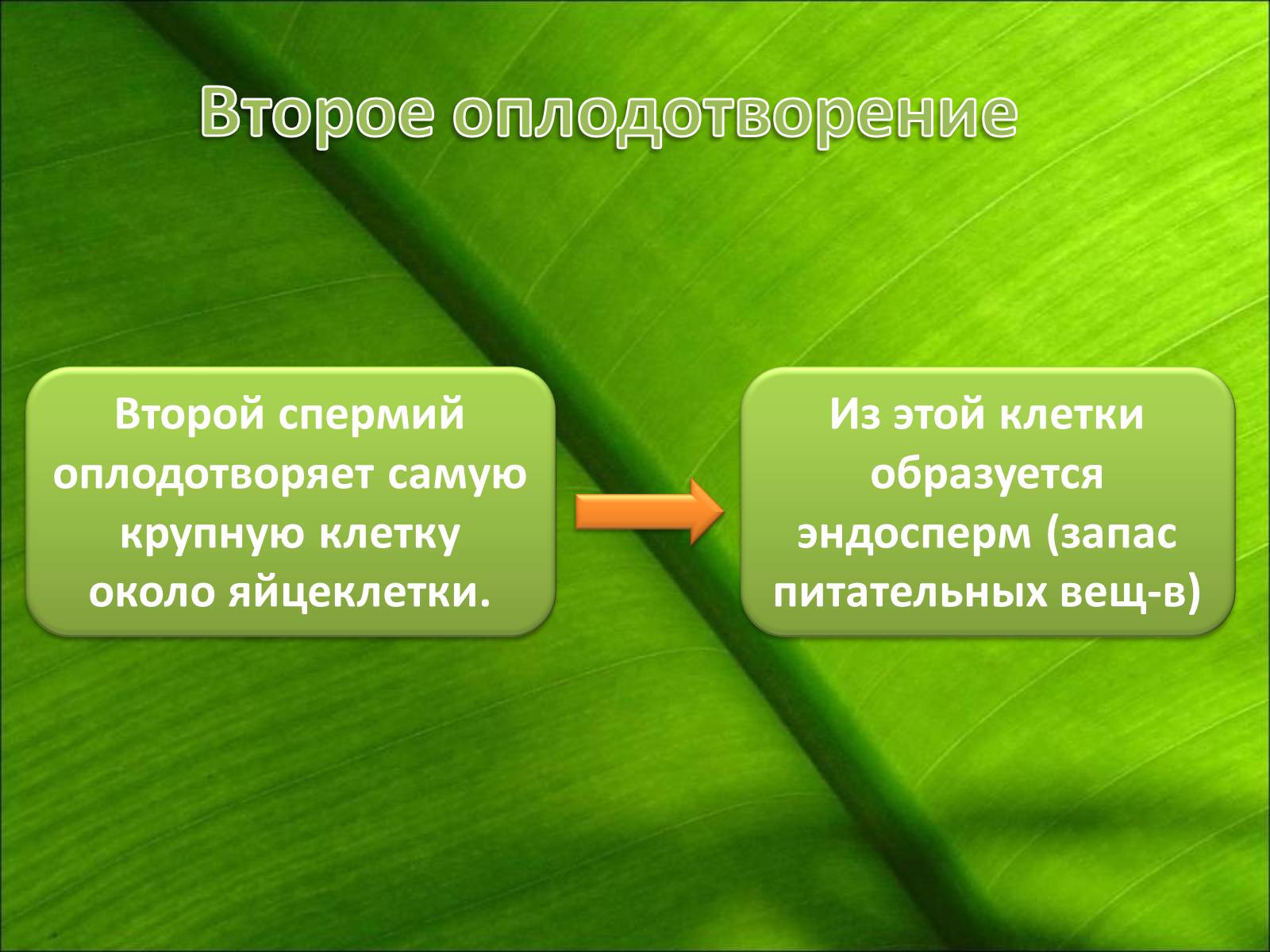 Презентація на тему «Двойное оплодотворение» - Слайд #6