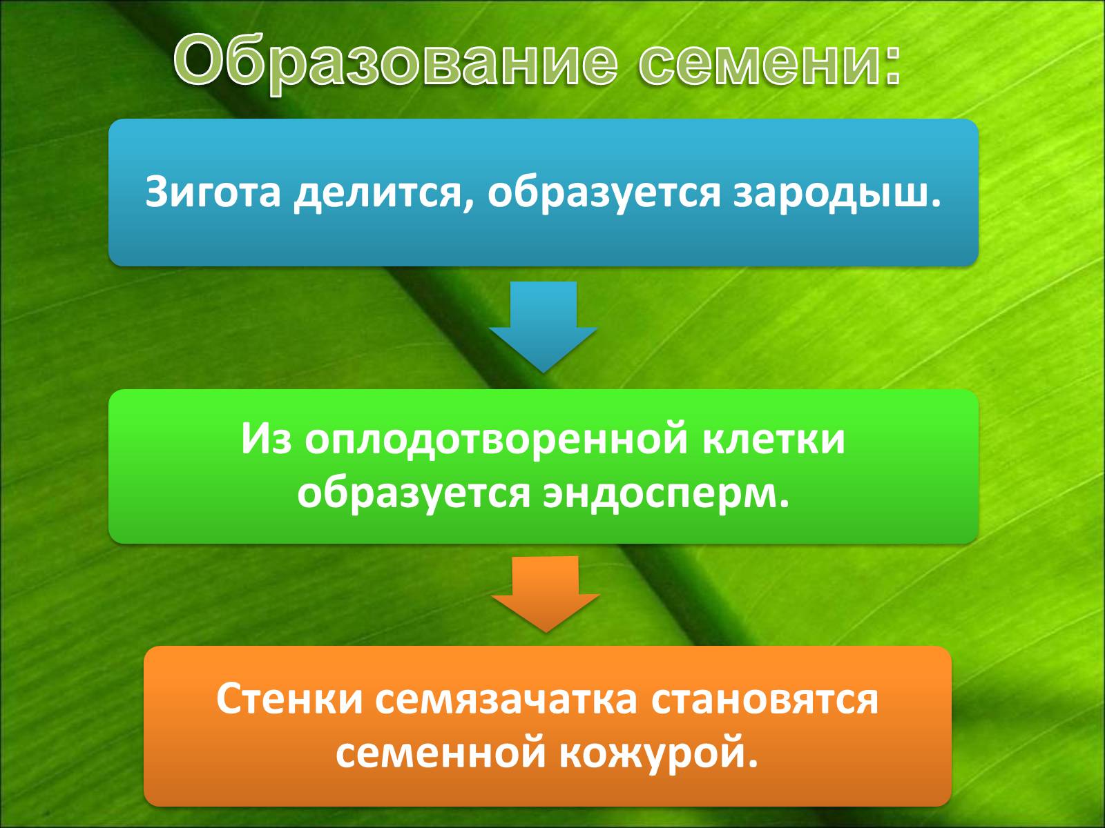 Презентація на тему «Двойное оплодотворение» - Слайд #8