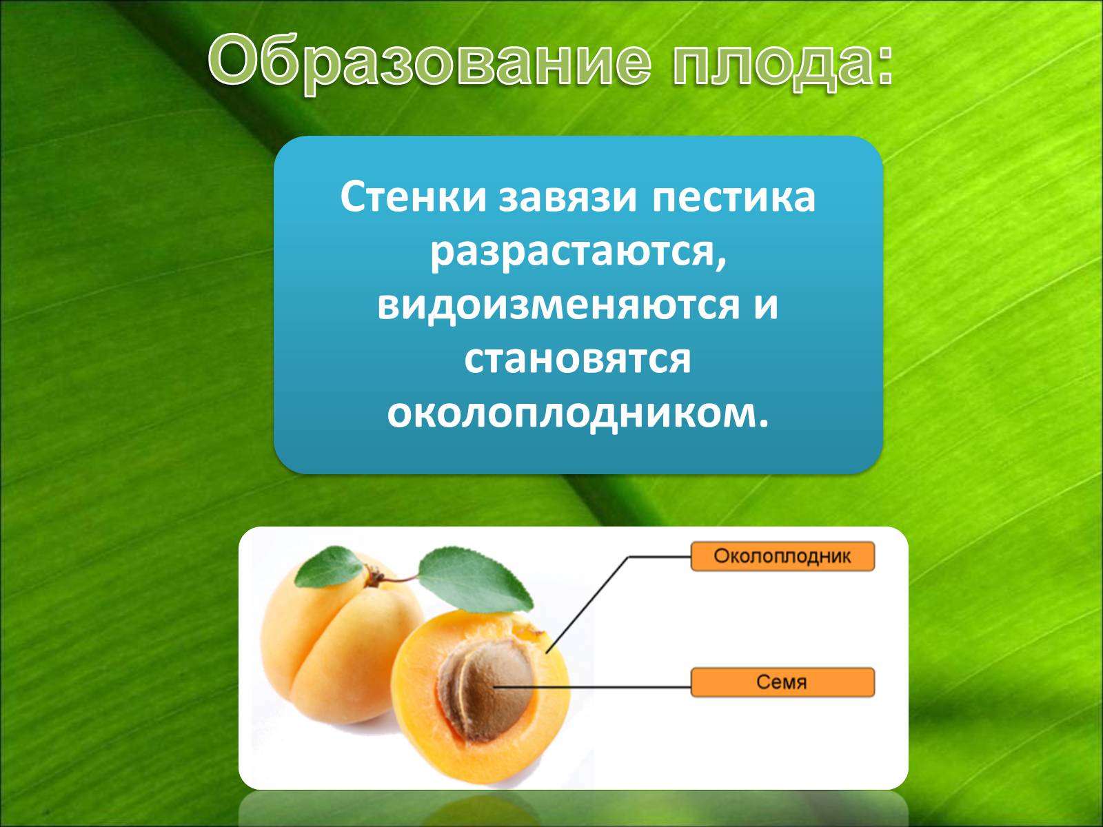 Презентація на тему «Двойное оплодотворение» - Слайд #9