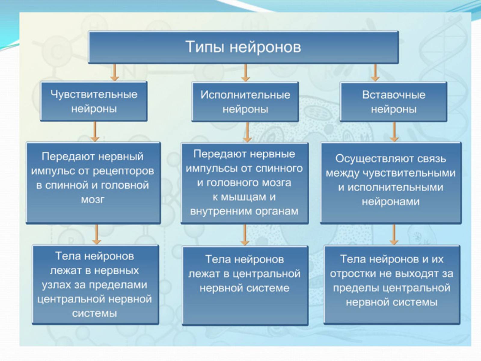 Презентація на тему «Нервная регуляция. Строение и значение нервной системы» - Слайд #6