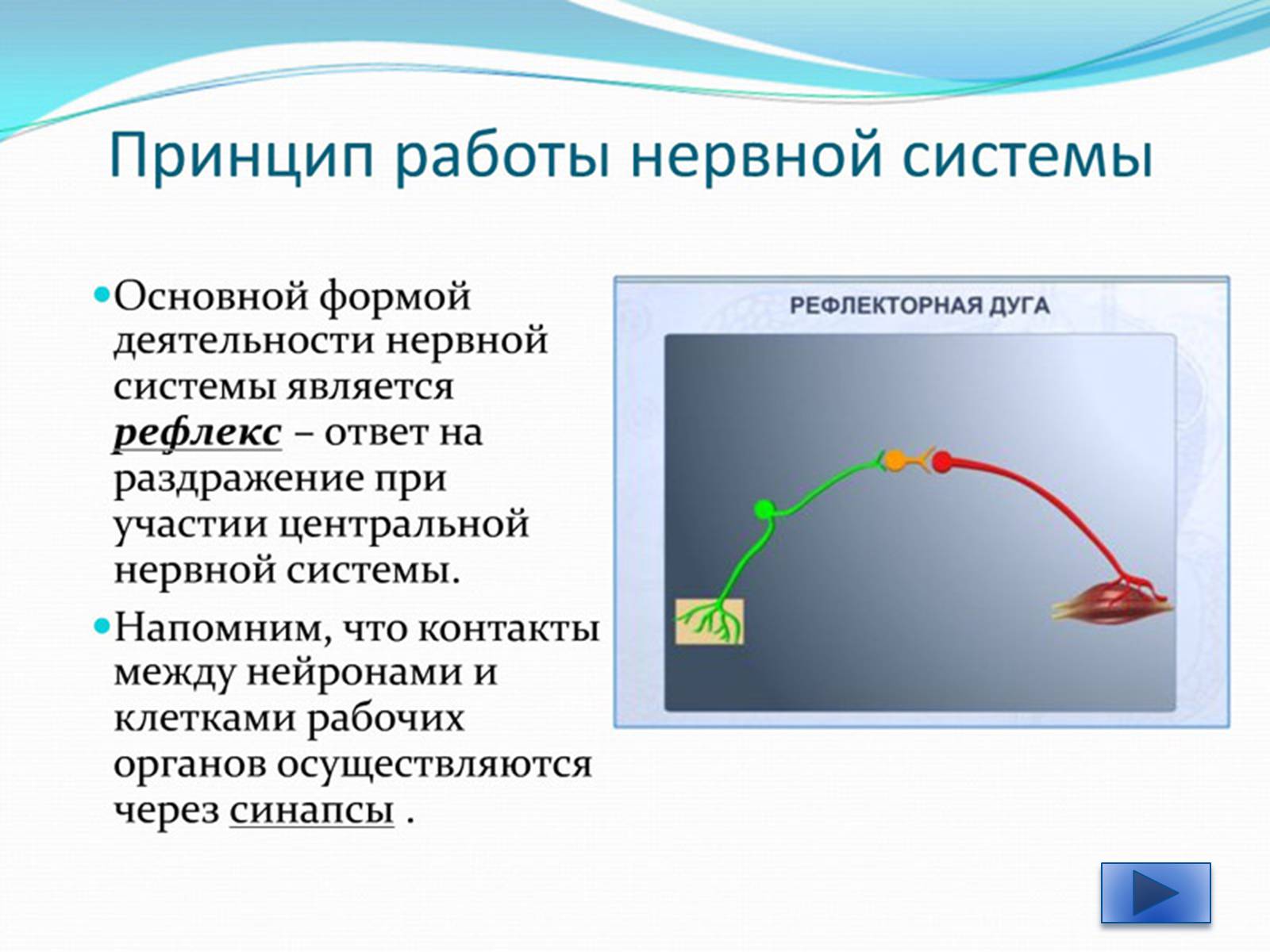 Презентація на тему «Нервная регуляция. Строение и значение нервной системы» - Слайд #8