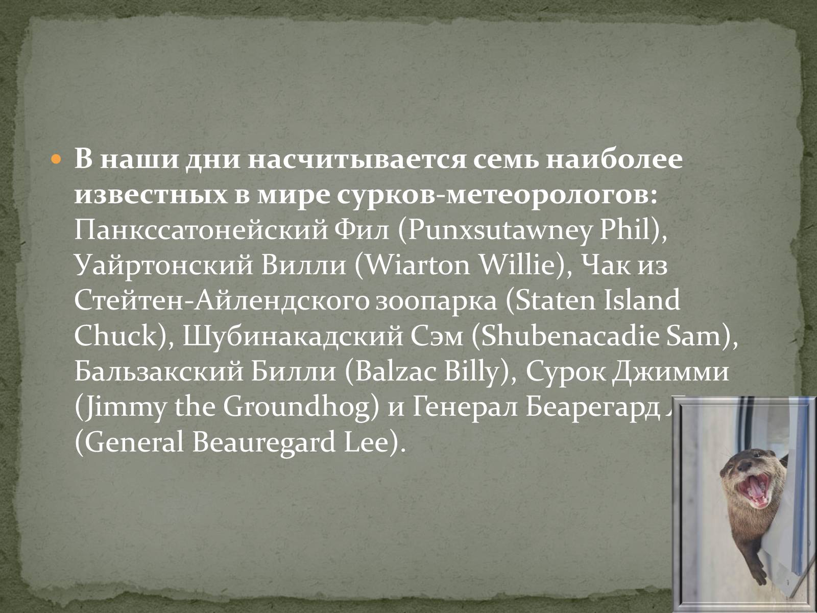 Презентація на тему «Ванкуверский сурок» - Слайд #14