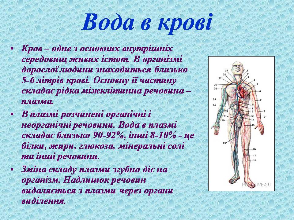 Презентація на тему «Вода в організмах» (варіант 3) - Слайд #16