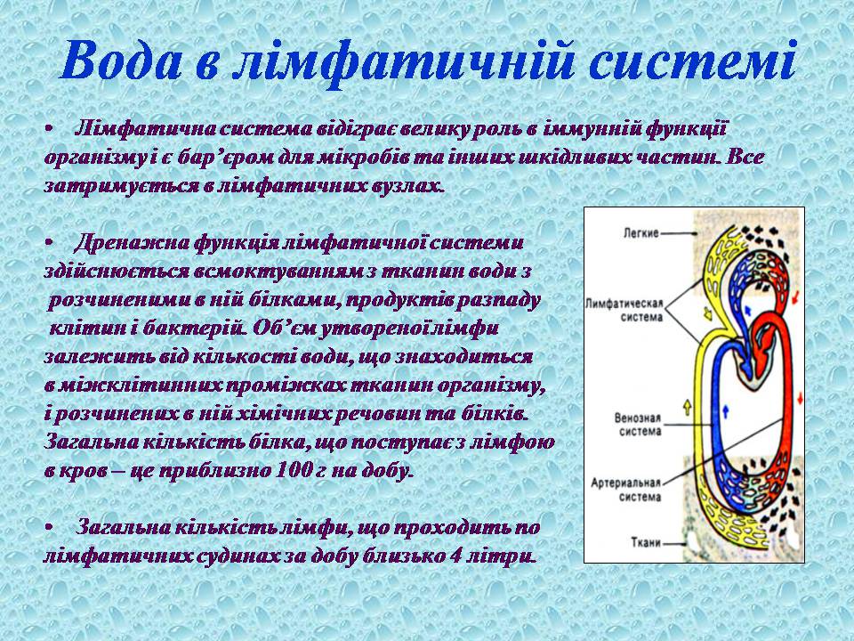 Презентація на тему «Вода в організмах» (варіант 3) - Слайд #17