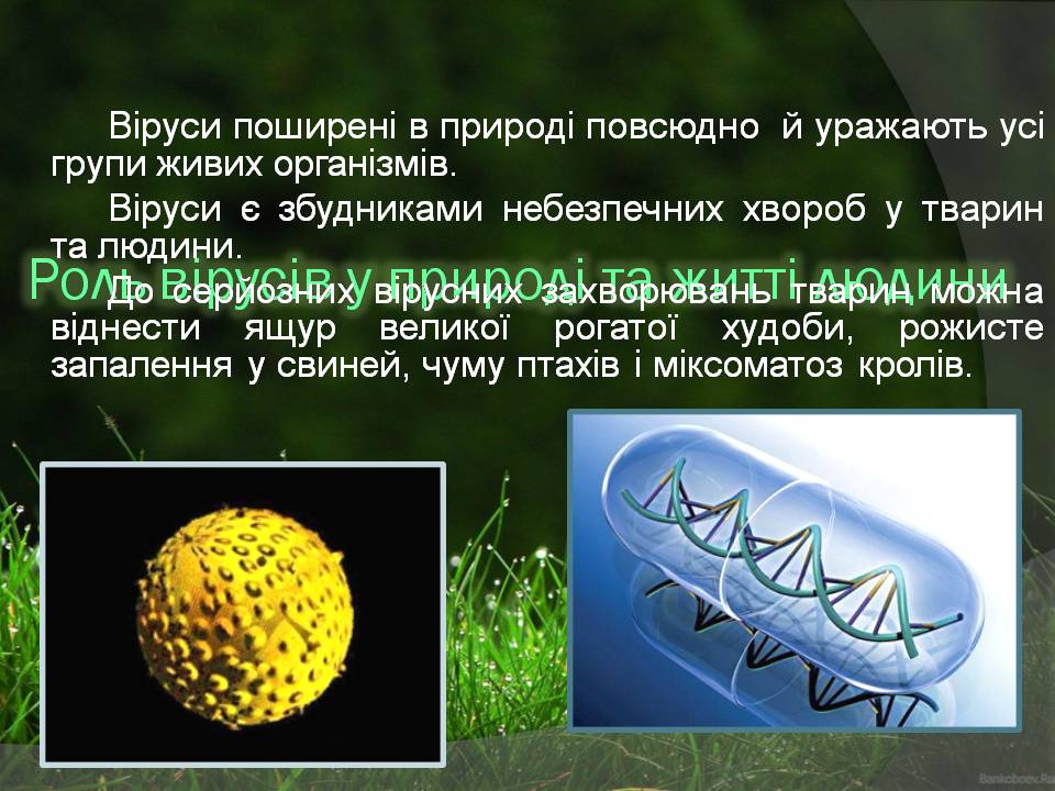 Презентація на тему «Віруси» (варіант 23) - Слайд #7