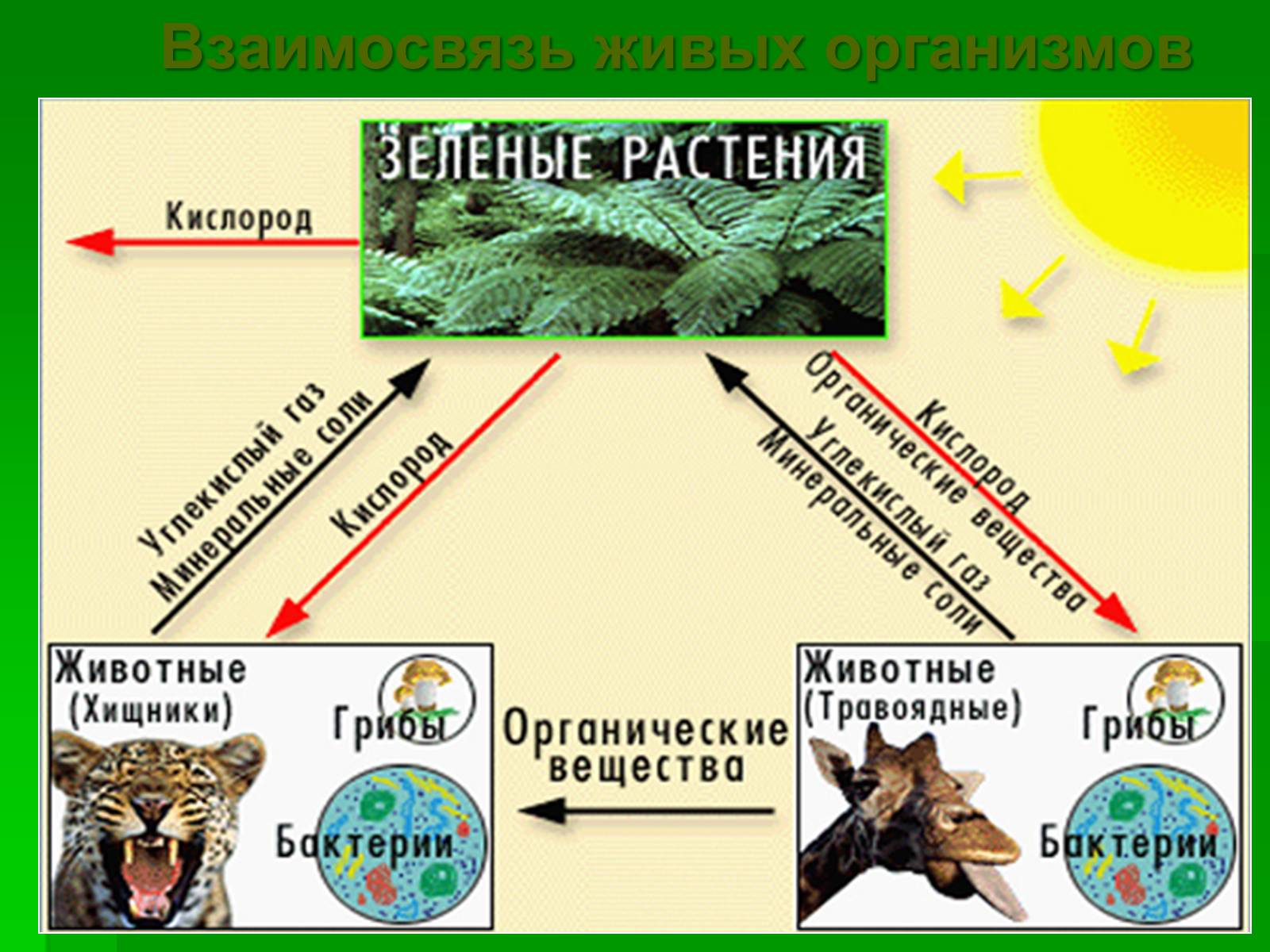 Человек в биосфере ответ