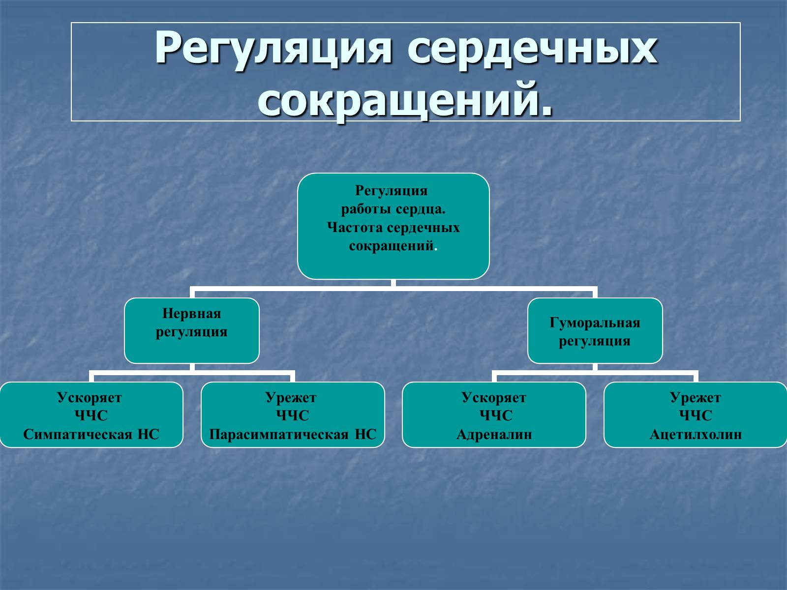 Презентація на тему «Строение и работа сердца» - Слайд #12