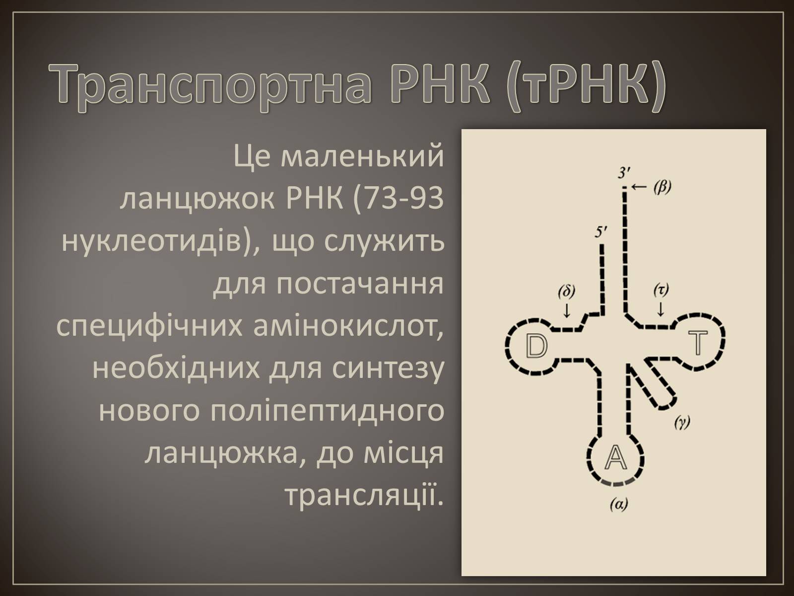 Презентація на тему «Транспортна РНК» - Слайд #2