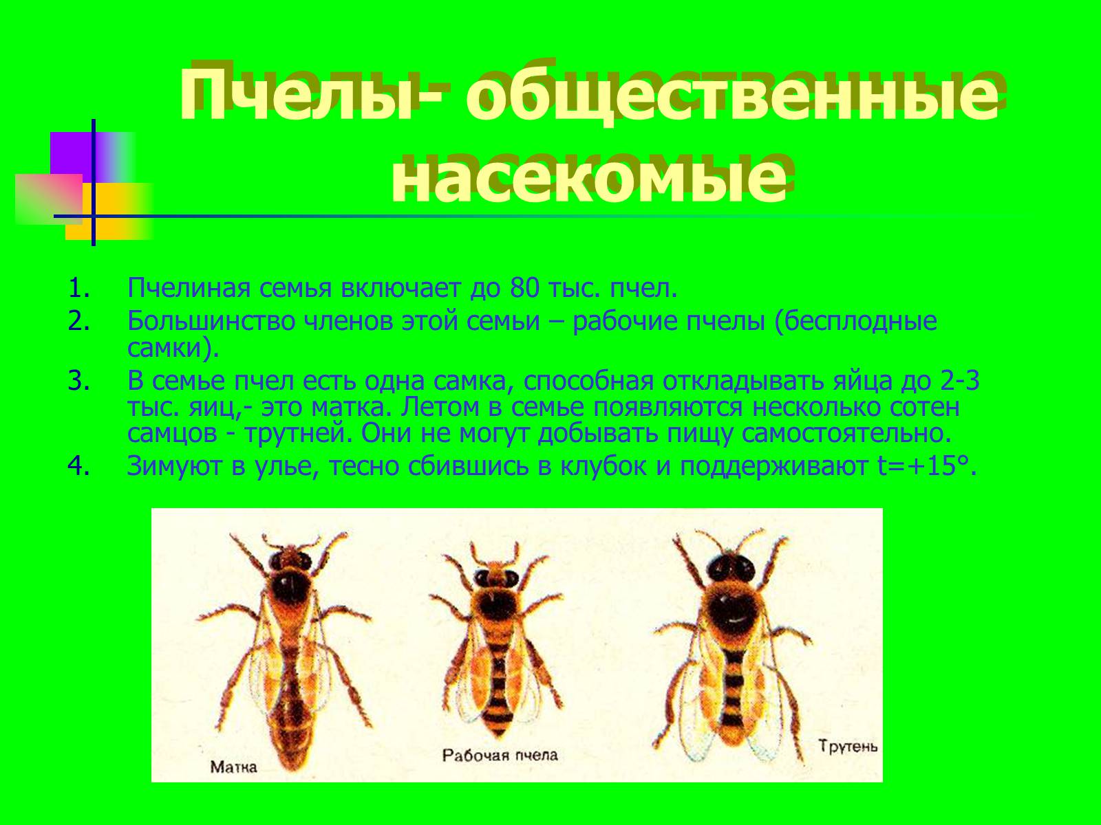 Презентація на тему «Отряд перепончатокрылые» - Слайд #2