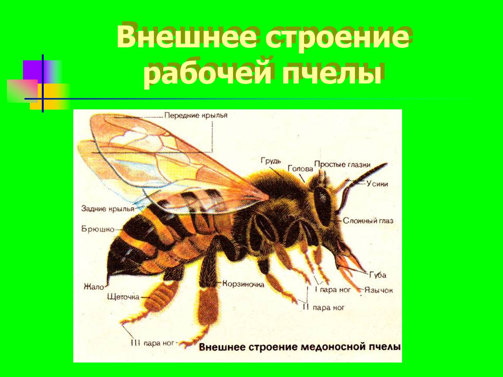 Класс насекомые картинка. Пчелы Перепончатокрылые строение. Перепончатокрылые насекомые строение пчелы. Внешнее и внутренне строение пчелы. Внутреннее строение насекомых пчела.