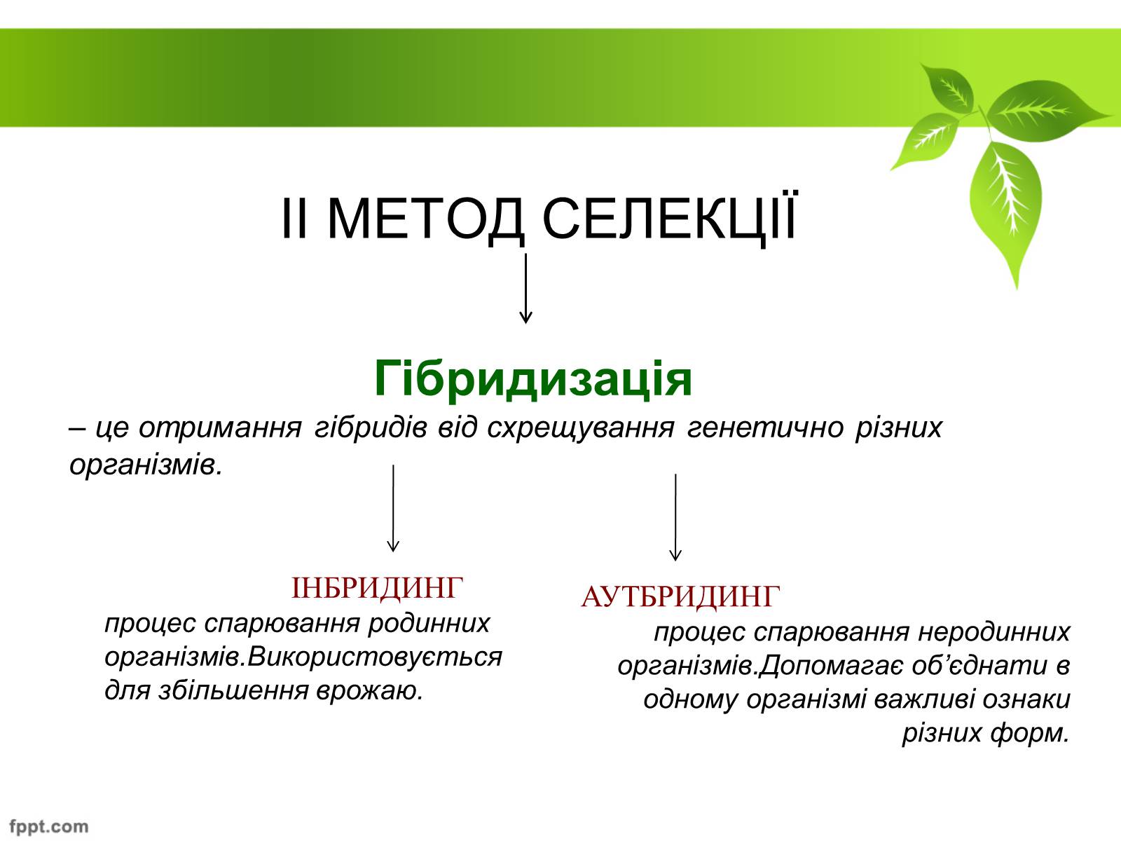 Презентація на тему «Генетичні основи селекції рослин» (варіант 2) - Слайд #17