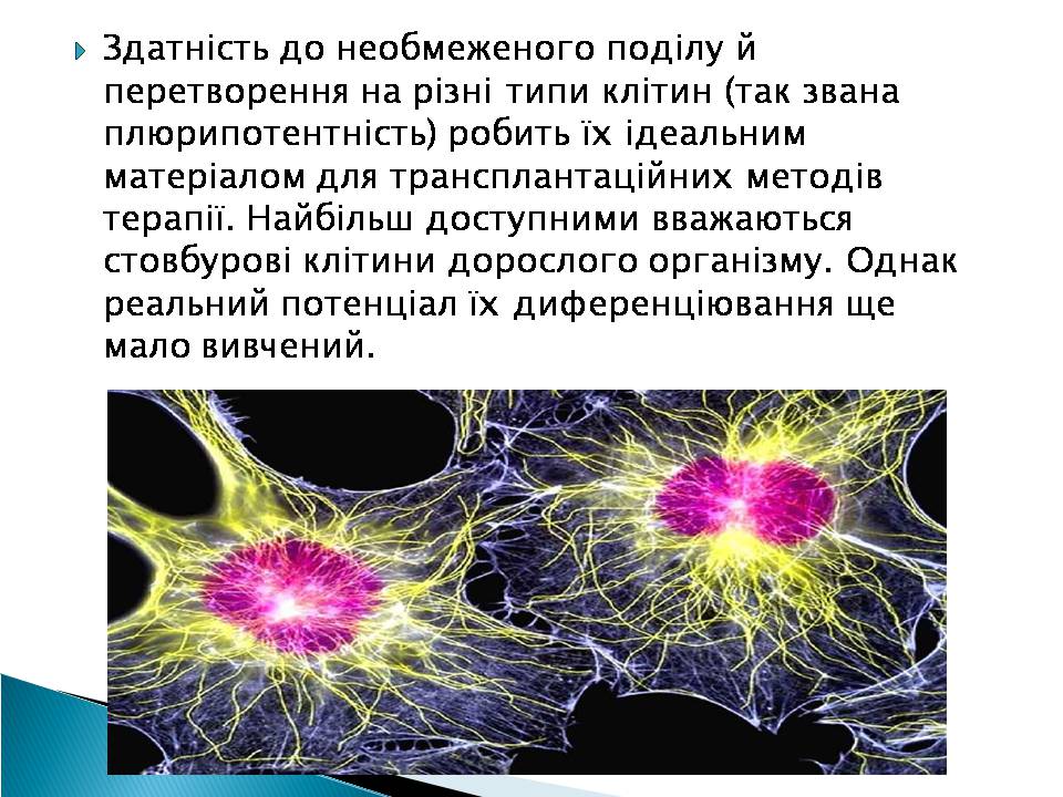 Презентація на тему «Ембріотехнології» - Слайд #4