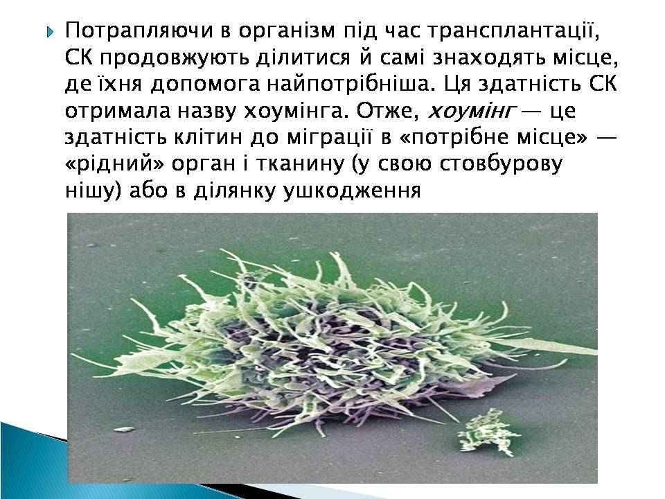 Презентація на тему «Ембріотехнології» - Слайд #7