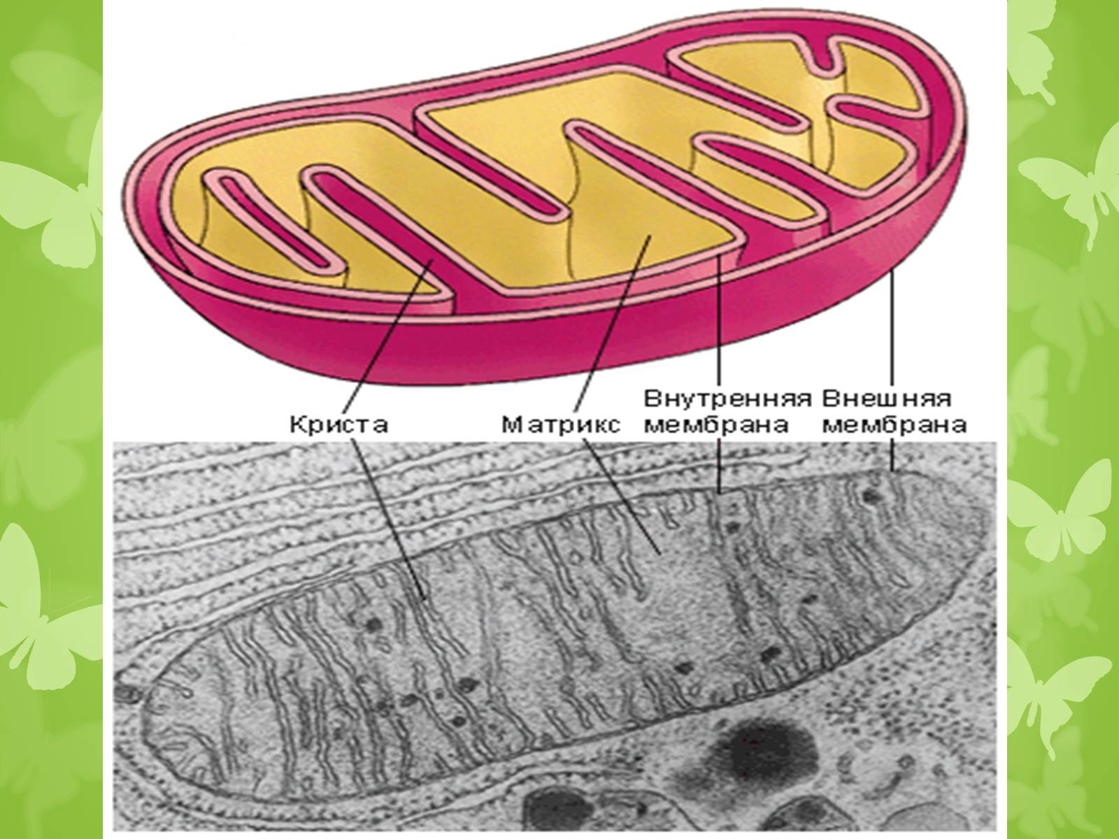 Внутреннее строение митохондрии. Митохондрии рисунок. Митохондрии рисунок легкий. Митохондрии растительной клетки. Рисунок митохондрии клетки.
