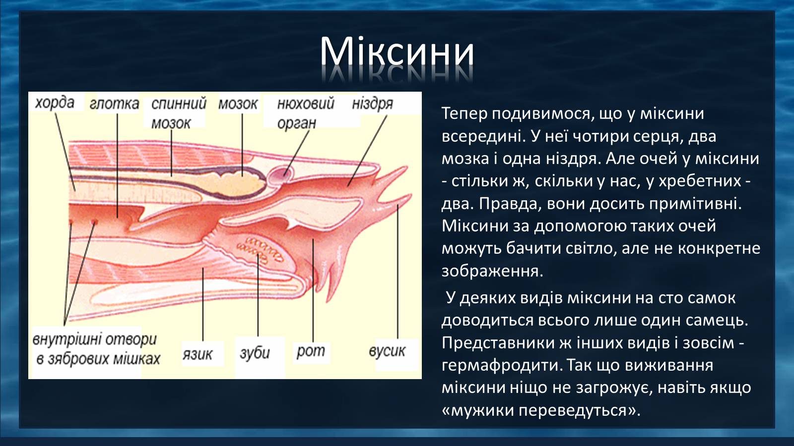 Презентація на тему «Міксини» - Слайд #9