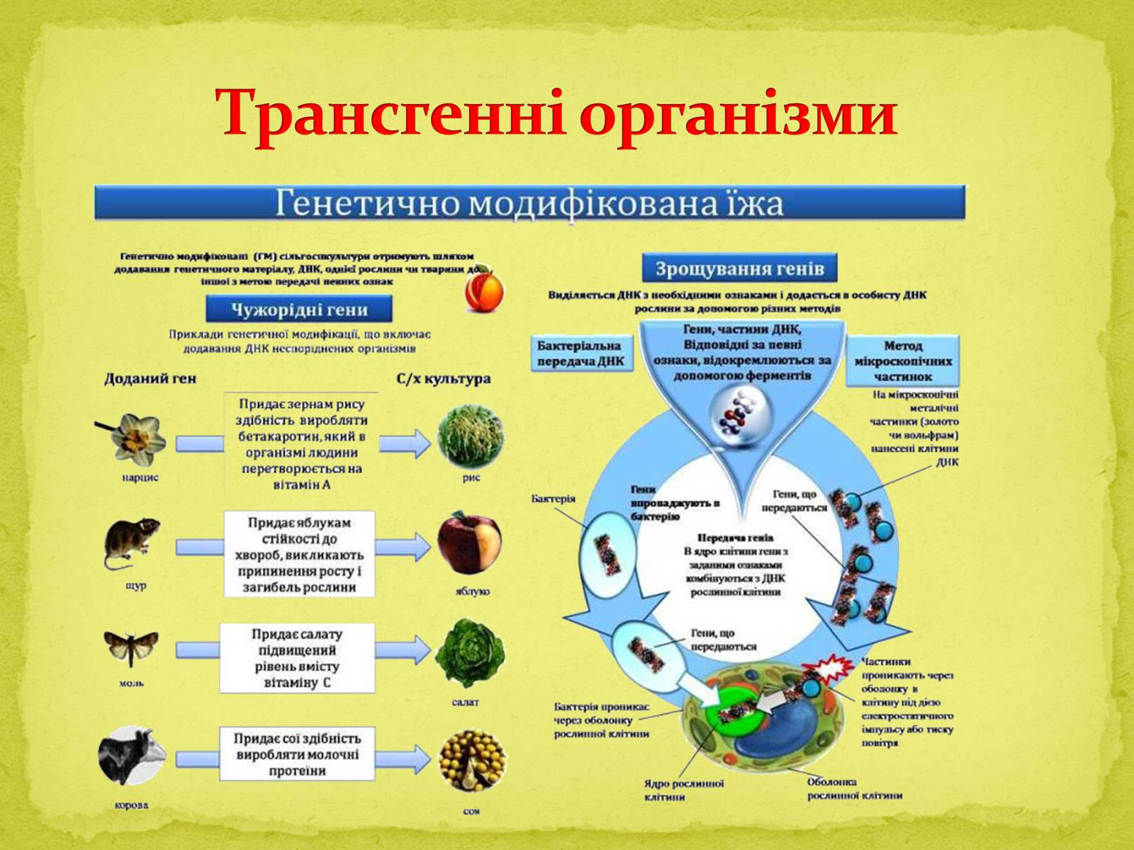 Презентація на тему «Напрямки сучасної біотехнології» - Слайд #10