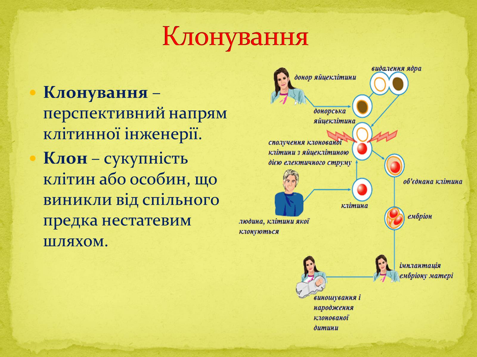 Презентація на тему «Напрямки сучасної біотехнології» - Слайд #11