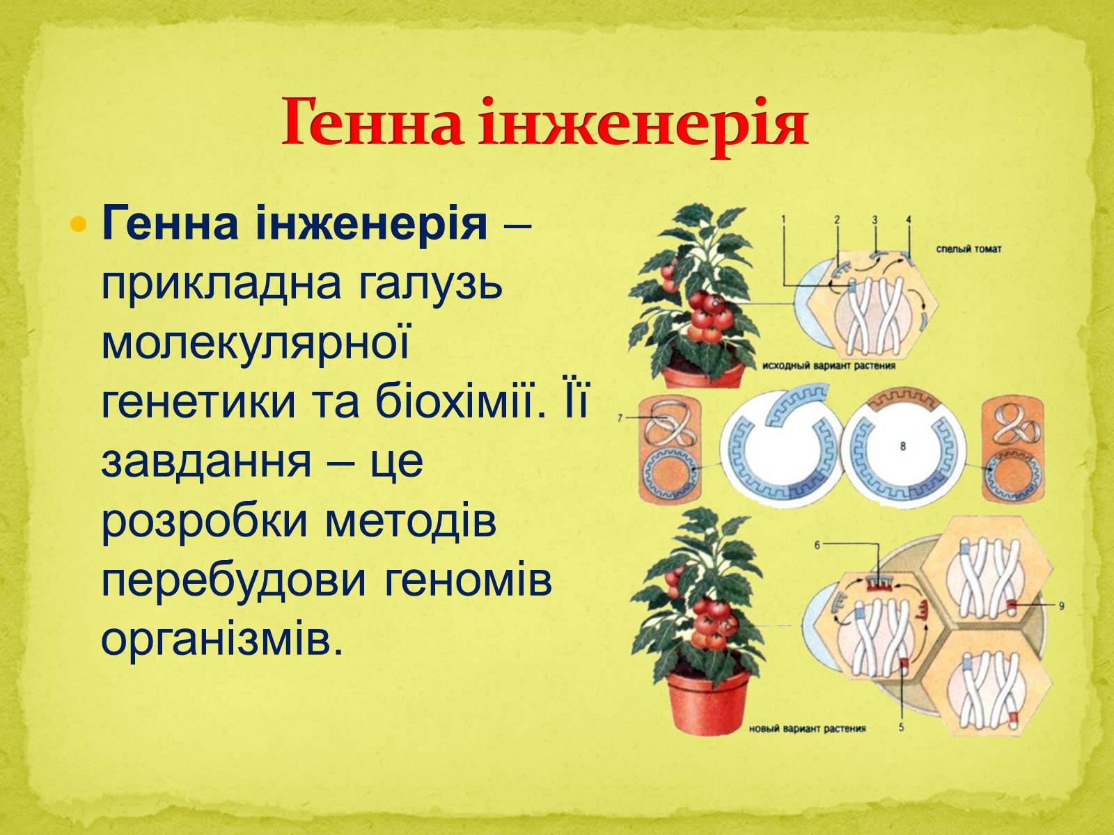 Презентація на тему «Напрямки сучасної біотехнології» - Слайд #6