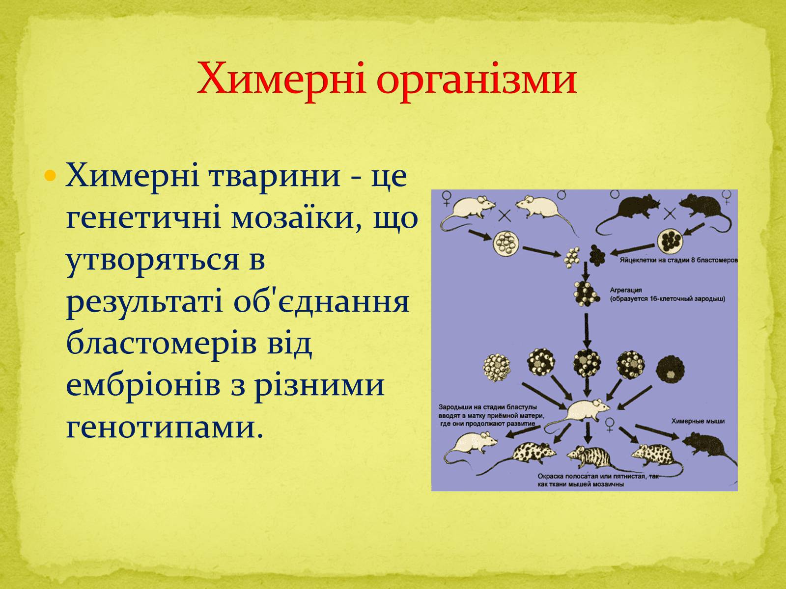 Презентація на тему «Напрямки сучасної біотехнології» - Слайд #9