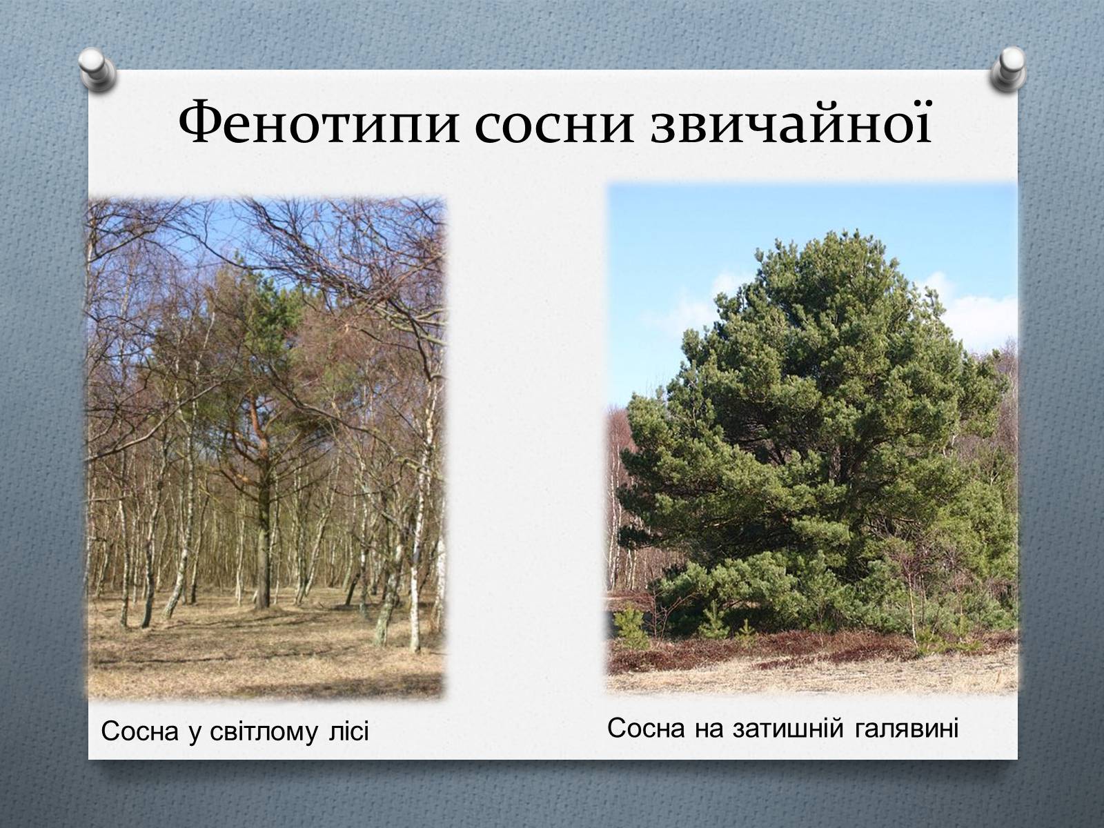 Презентація на тему «Фенотипи організмів» - Слайд #9