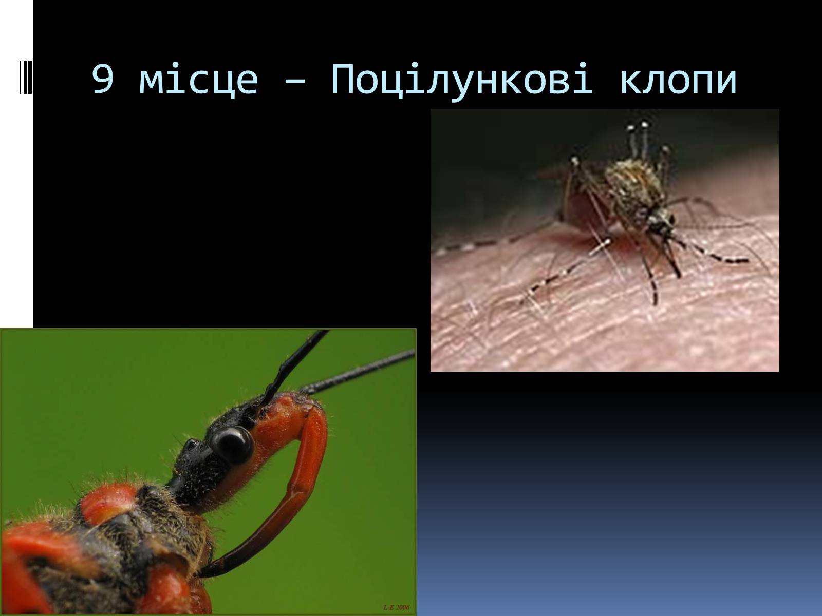 Презентація на тему «Топ-10 найнебезпечніших комах» - Слайд #3