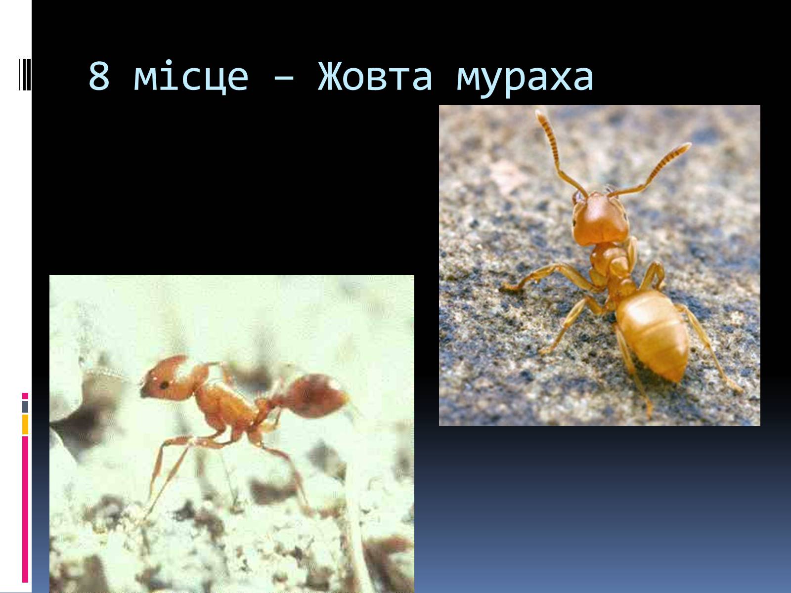 Презентація на тему «Топ-10 найнебезпечніших комах» - Слайд #4