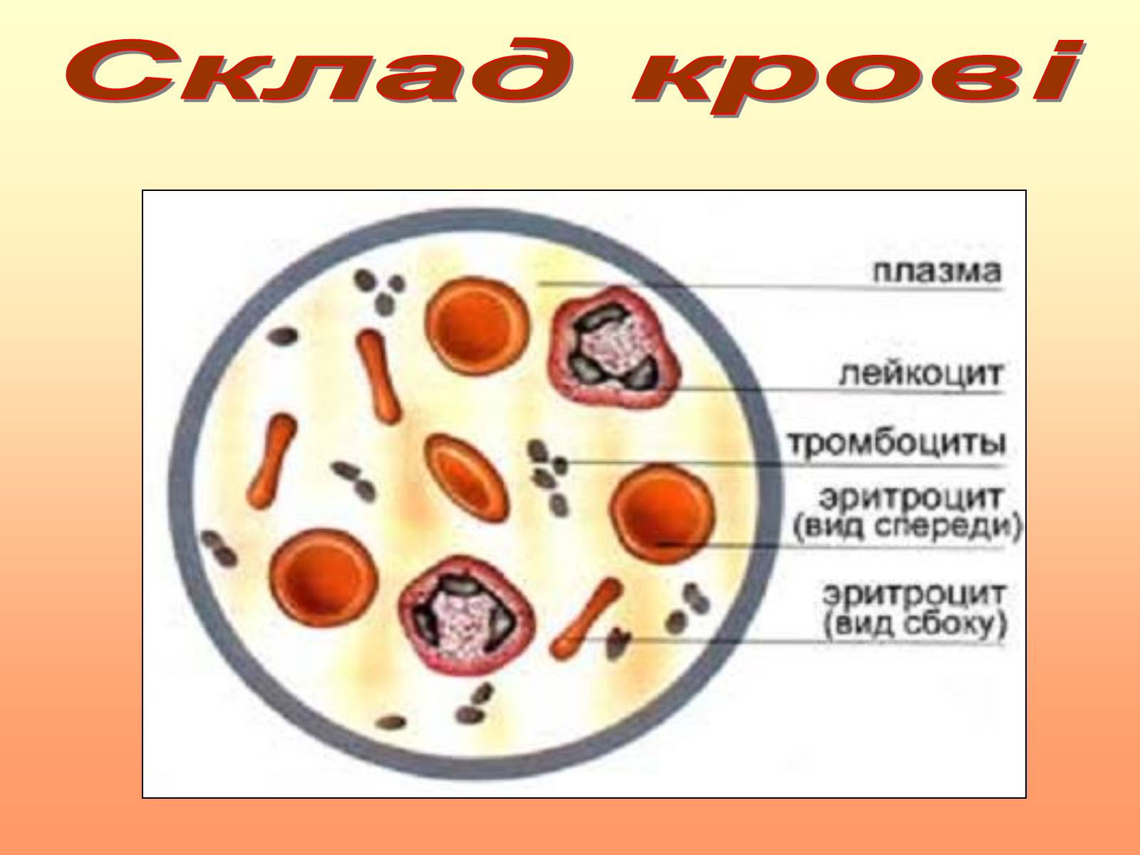 Тромбоциты рисунок. Строение крови. Клетка крови и ей строения. Состав крови человека. Состав клетки крови.