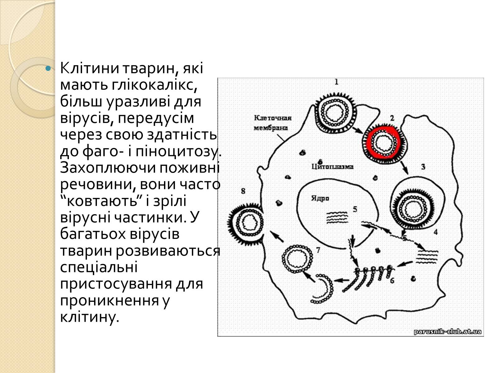 Презентація на тему «Механізми проникнення вірусів у клітини» - Слайд #3