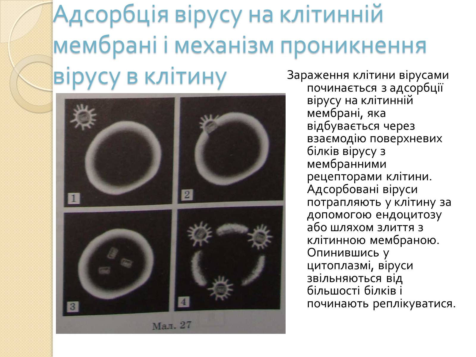 Презентація на тему «Механізми проникнення вірусів у клітини» - Слайд #4