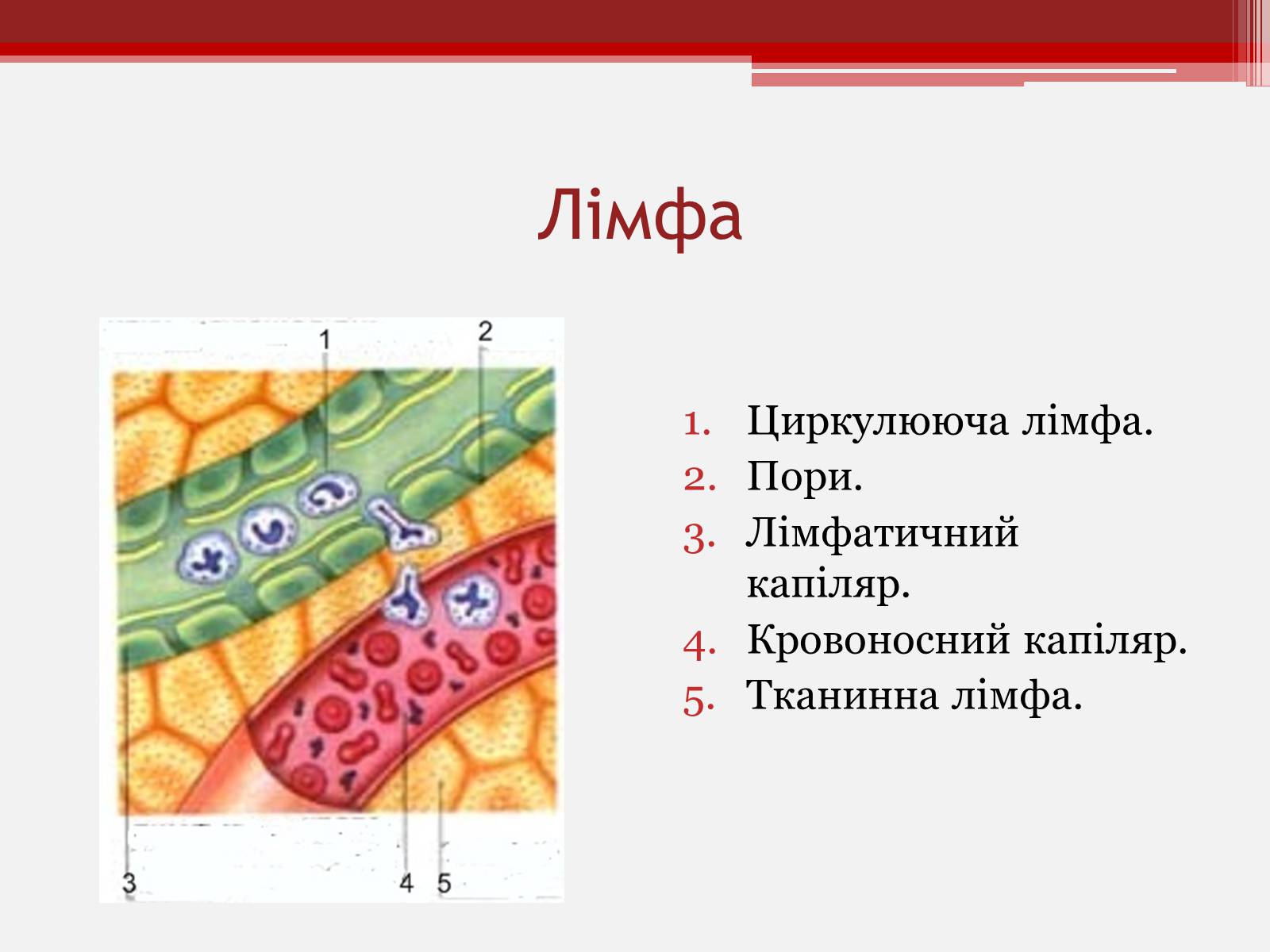 Презентація на тему «Рух крові капілярами і венами» - Слайд #5