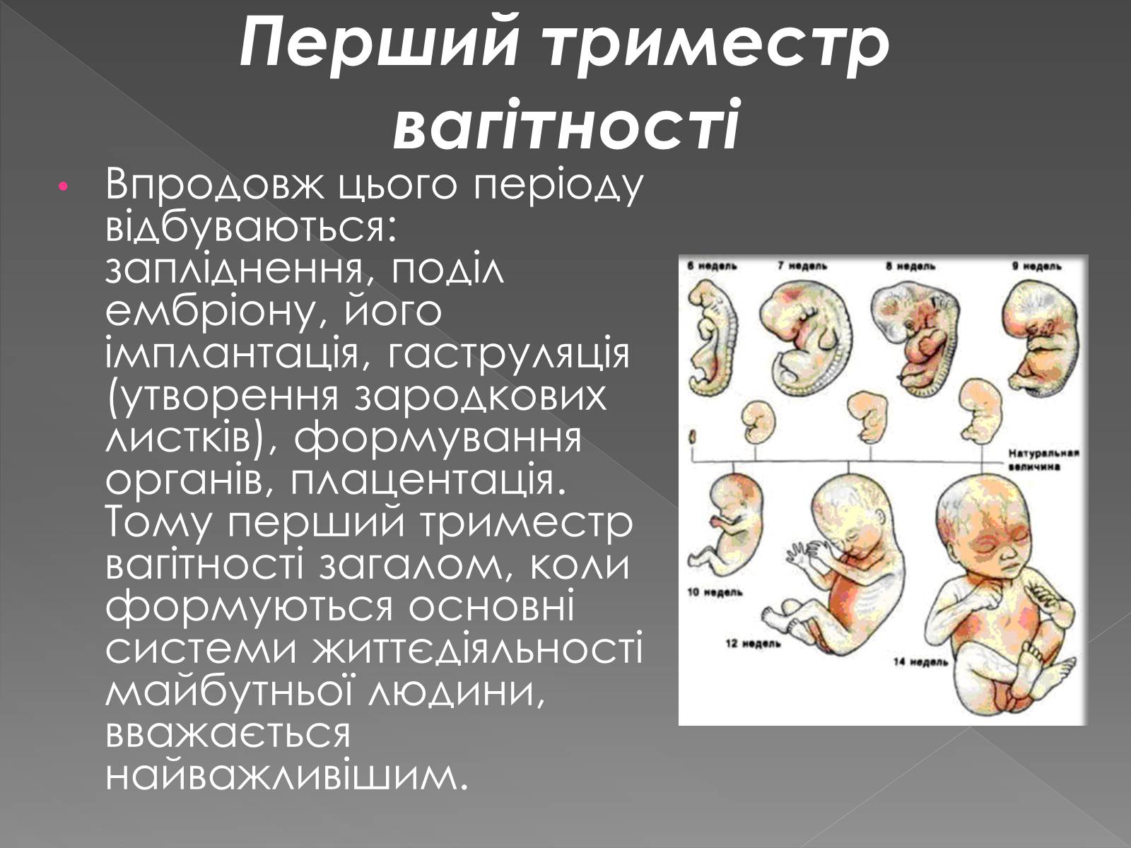 Презентація на тему «Розмноження та розвиток людини» (варіант 1) - Слайд #10