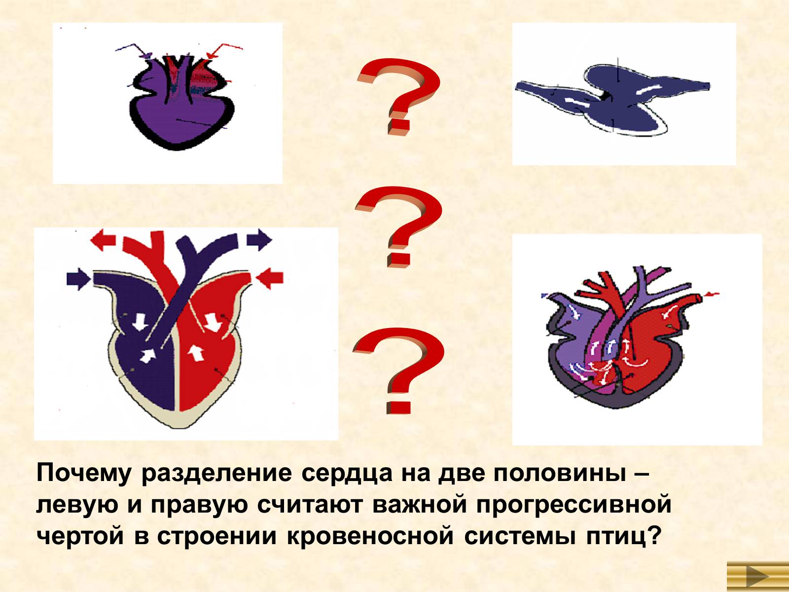 Презентація на тему «Особенности внутреннего строенияптиц в связи с полетом» - Слайд #10