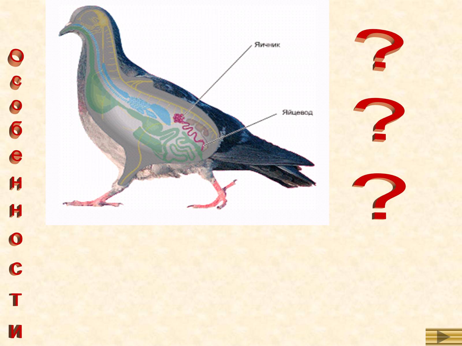 Строение органов размножения птиц. Строение самки птицы. Половое строение голубя. Строение голубя.