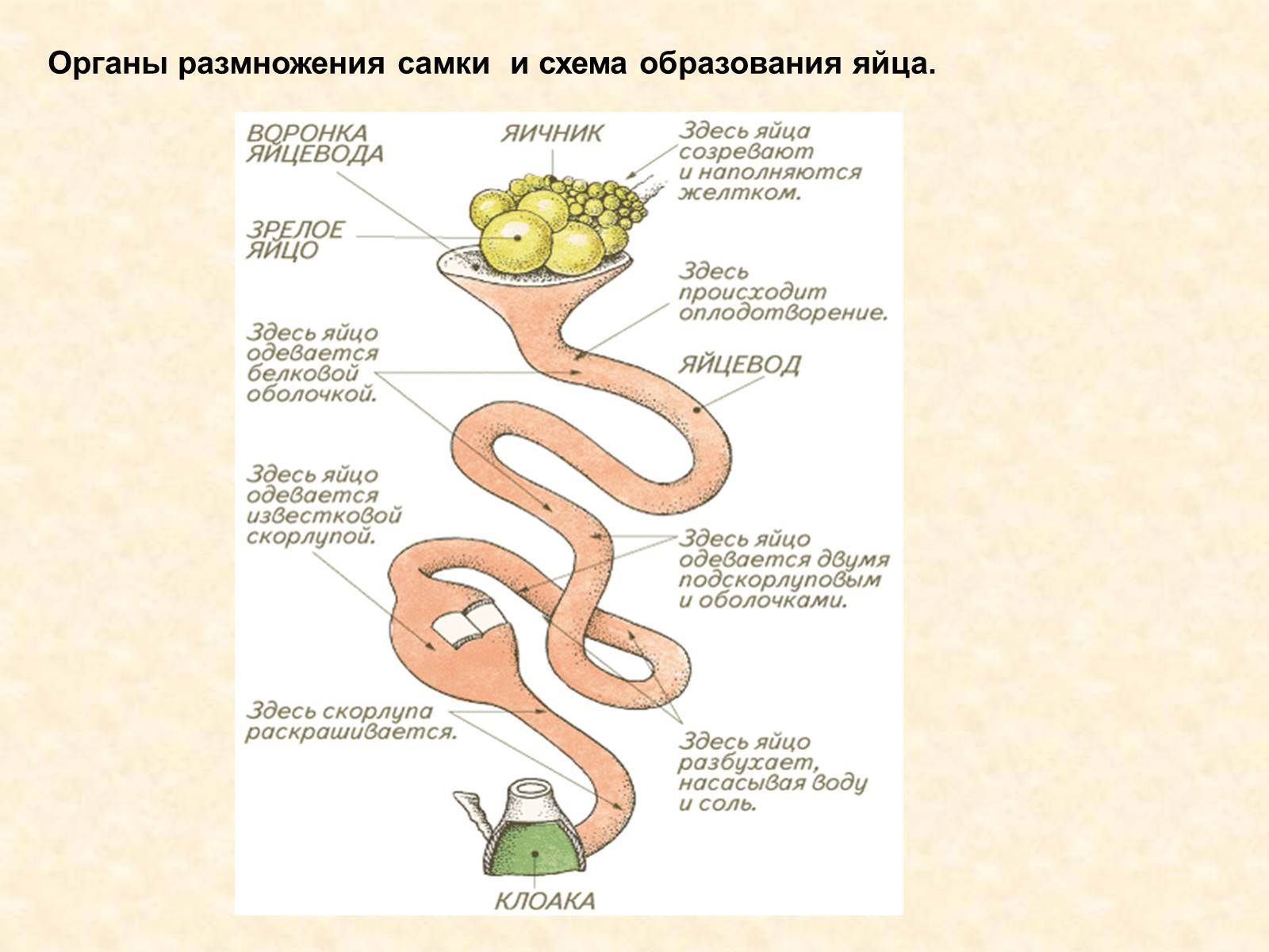 Презентація на тему «Особенности внутреннего строенияптиц в связи с полетом» - Слайд #13