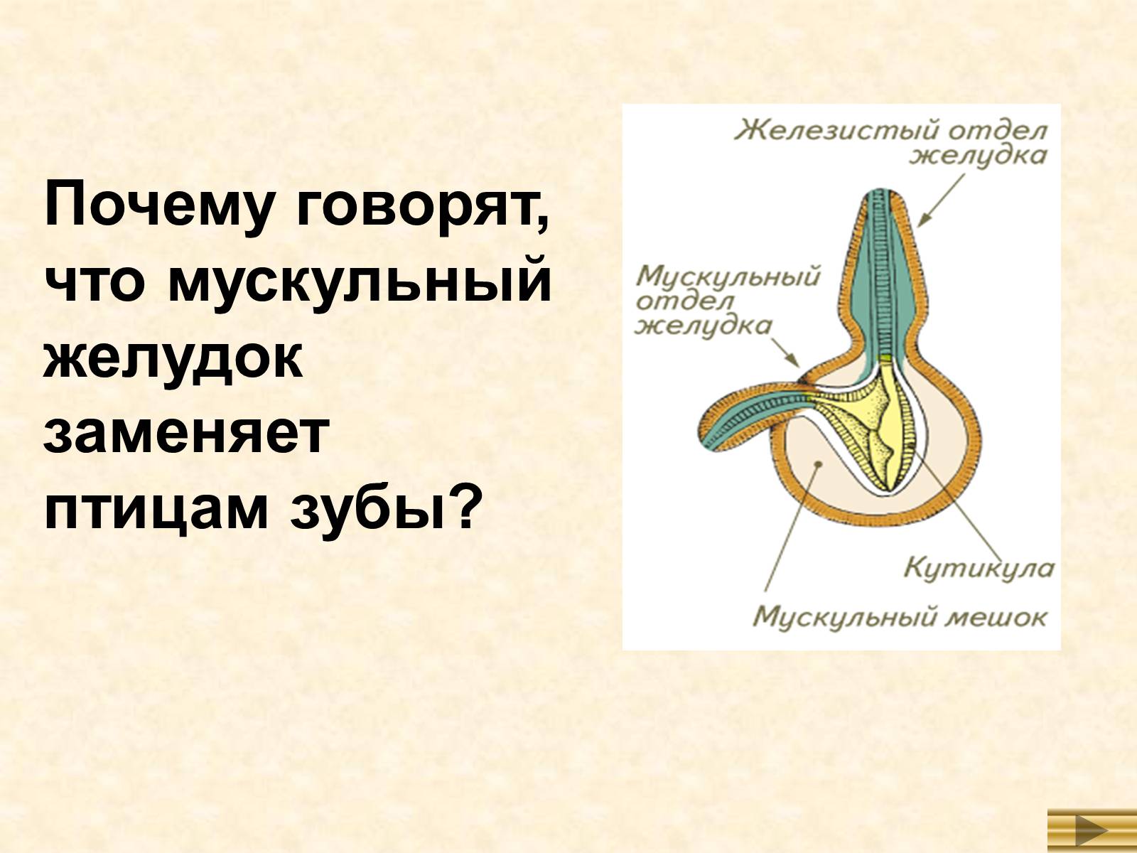 Презентація на тему «Особенности внутреннего строенияптиц в связи с полетом» - Слайд #5