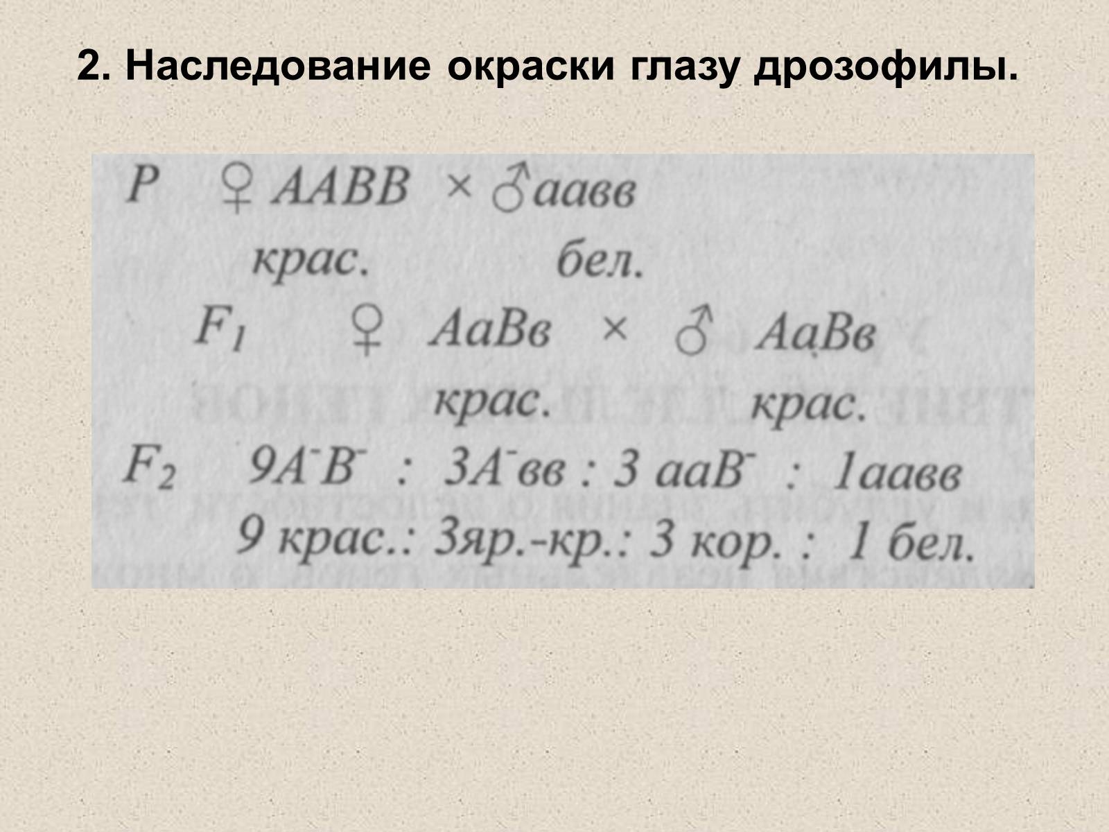 Презентація на тему «Взаимодействие неаллельных генов» - Слайд #3