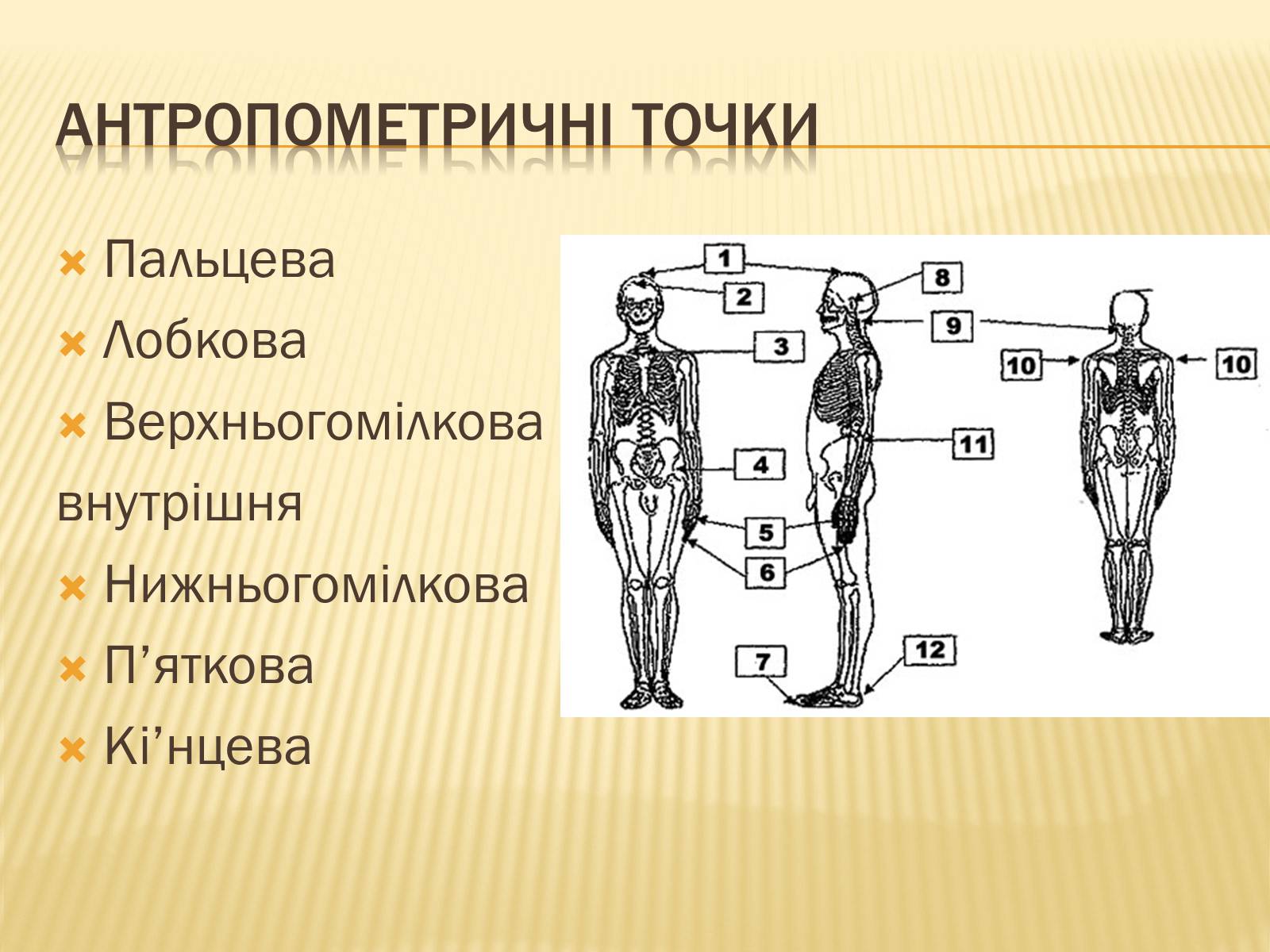 Презентація на тему «Анторопометрія» - Слайд #12