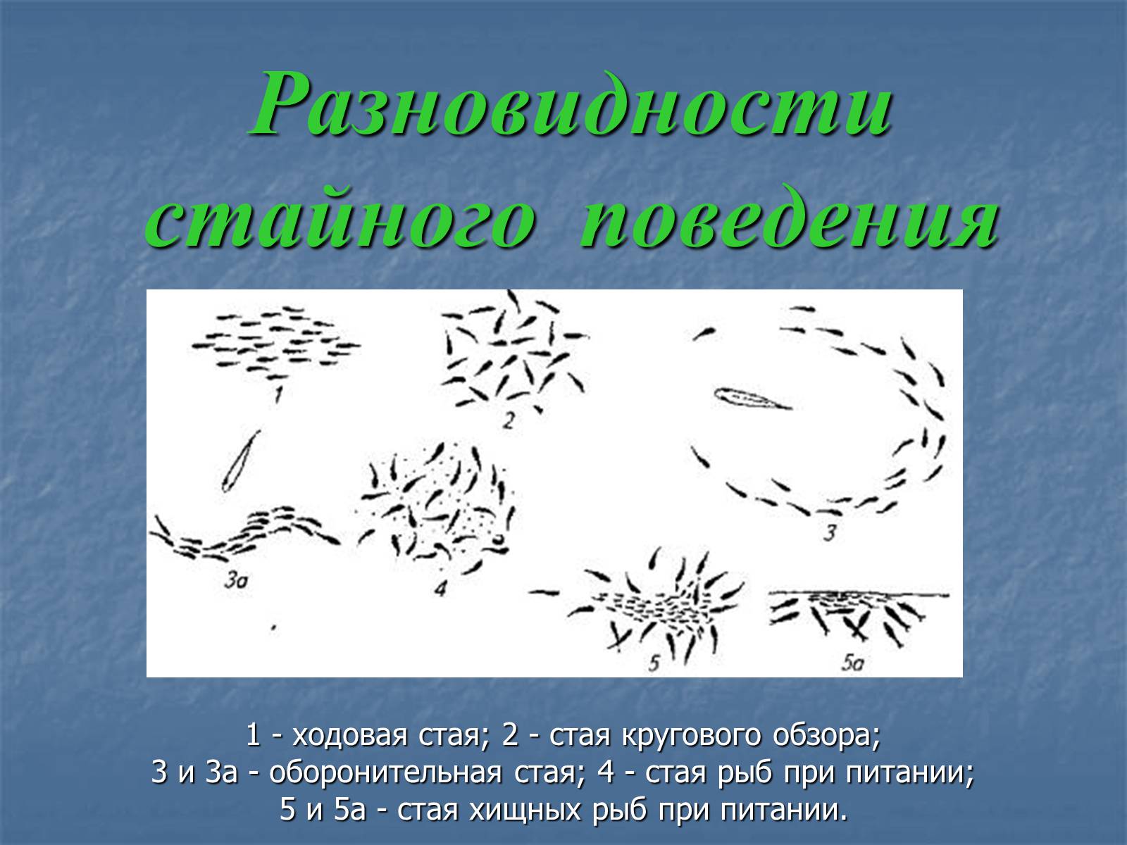 Стайное поведение. Особенности поведения рыб. Типы поведения рыб. Поведение рыб кратко.