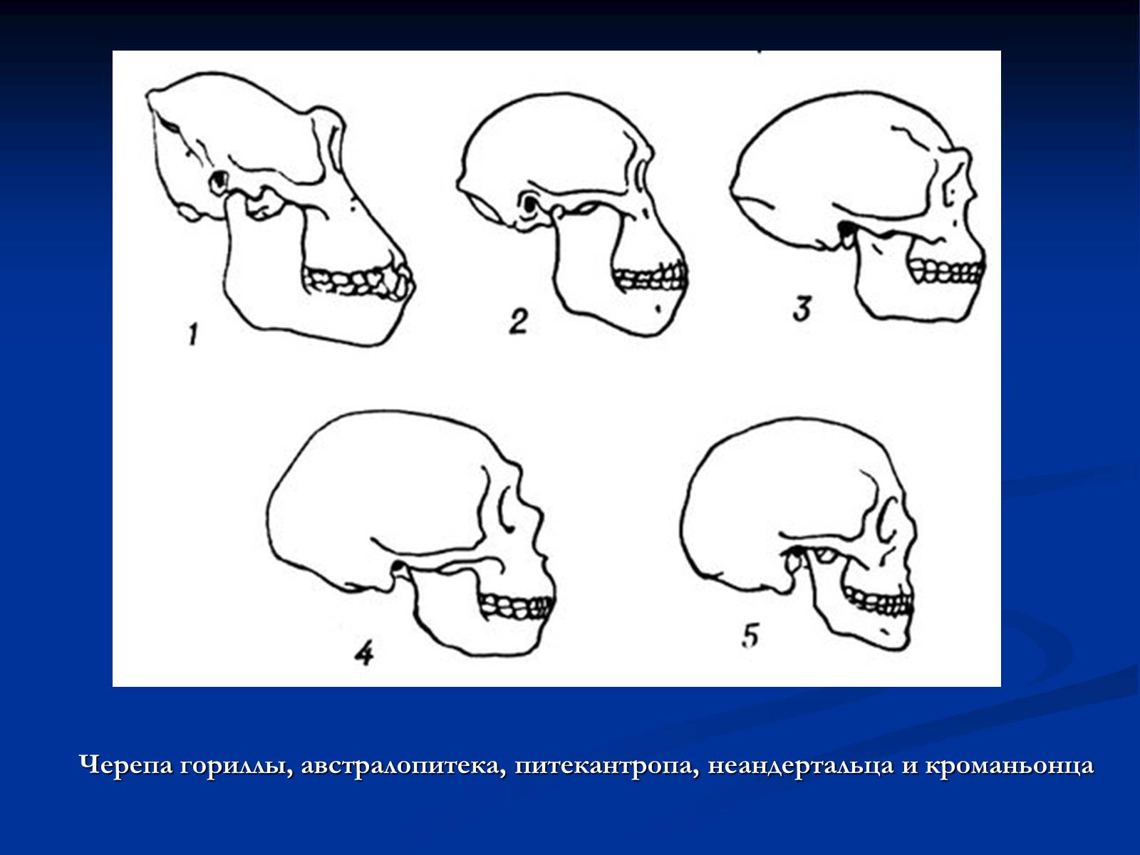 Мозг австралопитека и человека. Черепа кроманьонца австралопитека. Питекантроп строение черепа. Формы черепных сводов шимпанзе. Австралопитек питекантроп неандерталец кроманьонец.