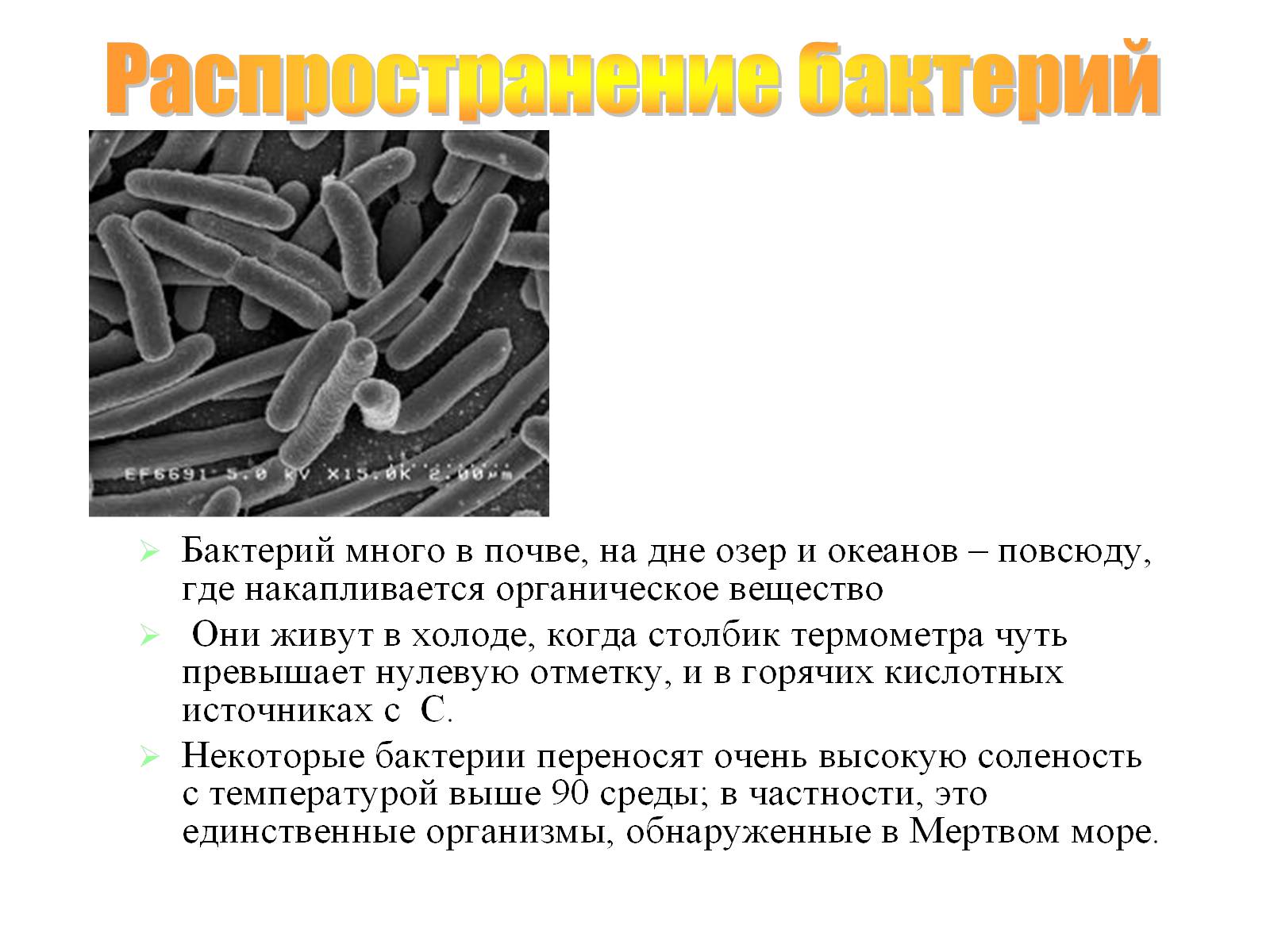 Сообщение по биологии бактерии. Бактерии презентация. Бактерии 5 класс. Сообщение по биологии про бактерии. Доклад о бактериях.