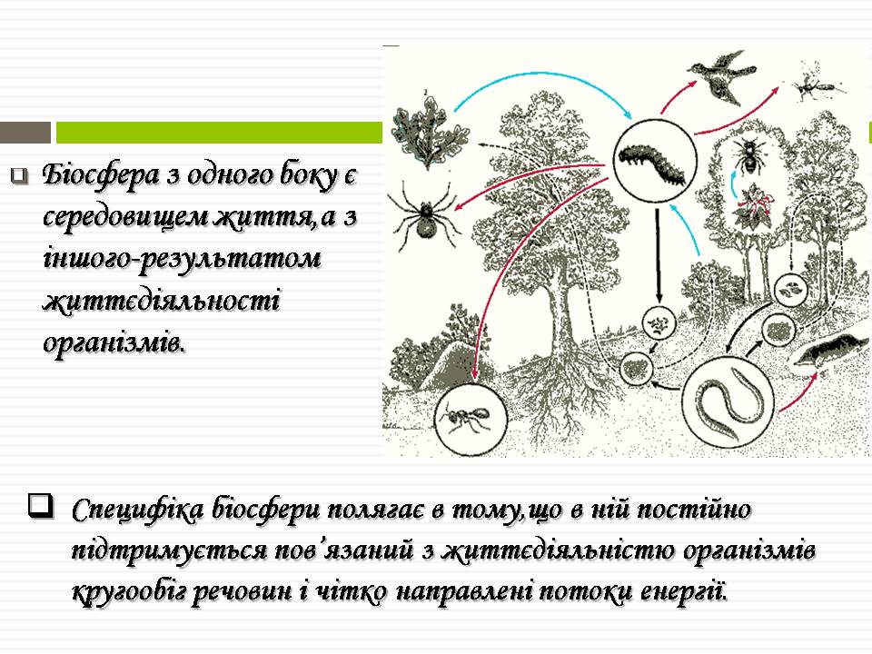 Презентація на тему «Біосфера» (варіант 11) - Слайд #4