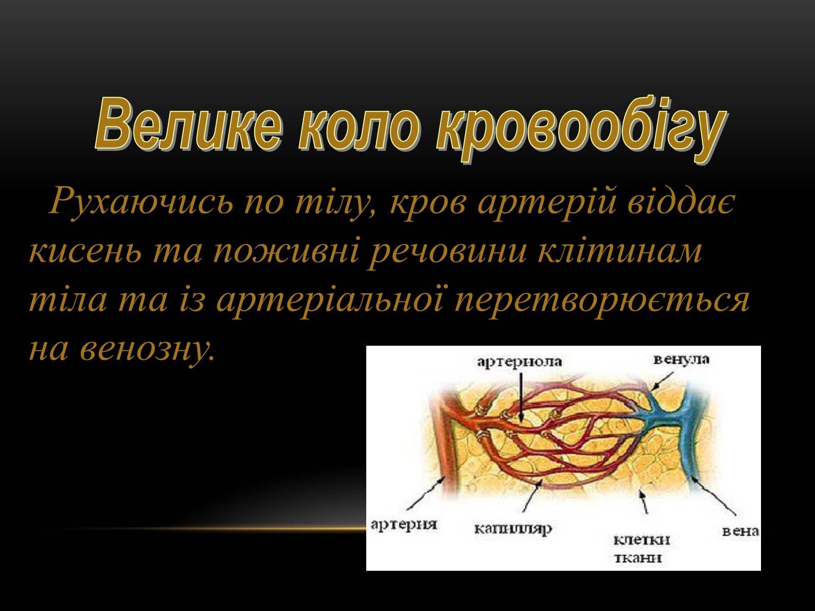 Презентація на тему «Кровообіг і лімфообіг людини» - Слайд #10