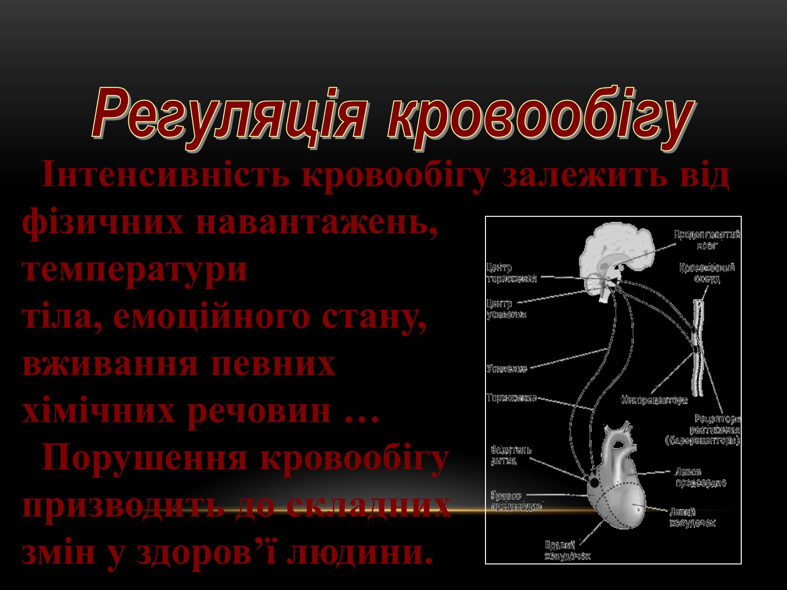 Презентація на тему «Кровообіг і лімфообіг людини» - Слайд #17