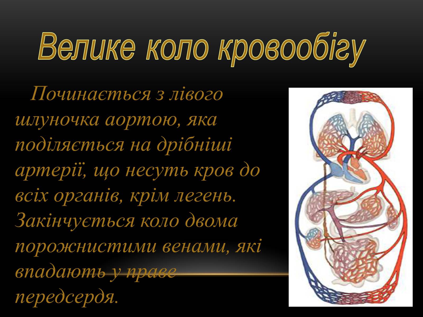 Презентація на тему «Кровообіг і лімфообіг людини» - Слайд #9