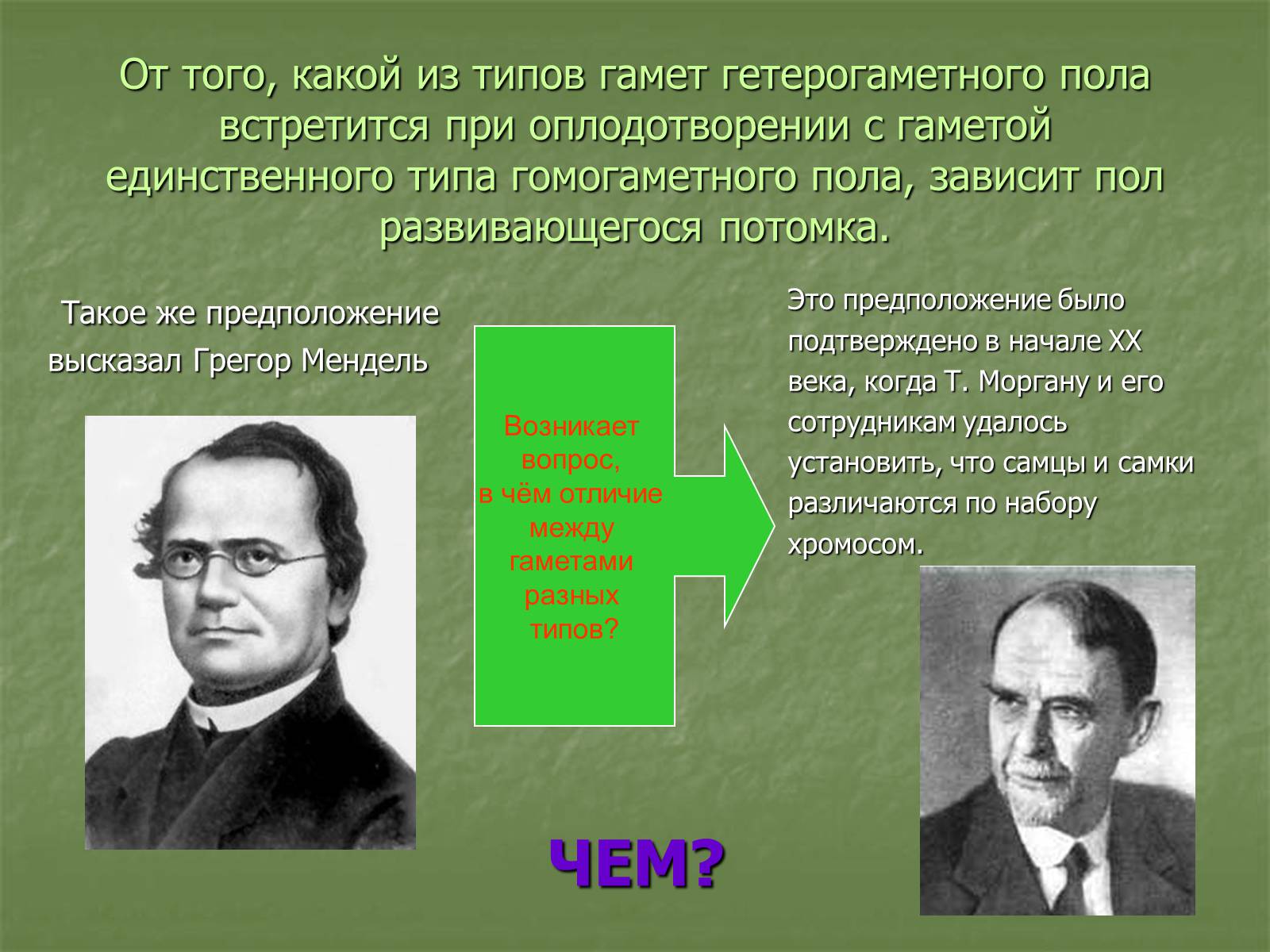 Презентація на тему «Генетика пола» - Слайд #6