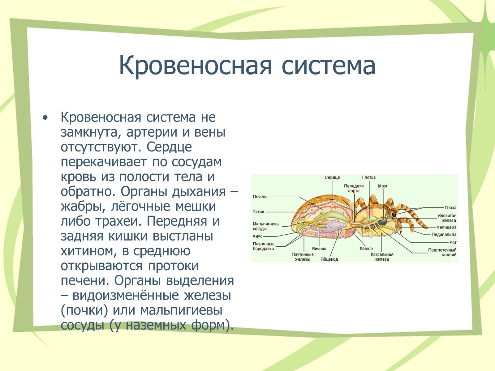 Паук крестовик замкнутая или незамкнутая. Мальпигиевы сосуды у паукообразных. Кровеносная система клещей. Кровеносная система паукообразных. Клещи внутреннее строение.