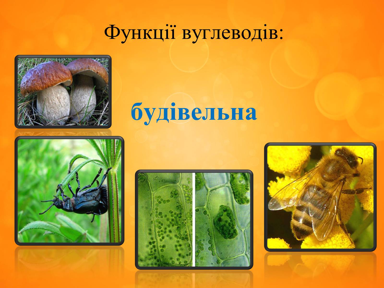 Презентація на тему «Вуглеводи як компоненти їжі, їх роль у житті людини» (варіант 33) - Слайд #5