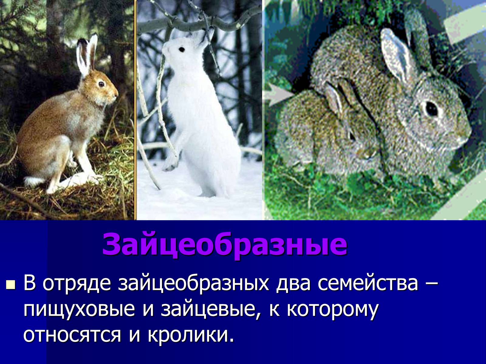 К каким животным относятся кролики
